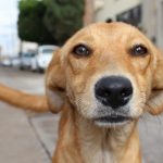 Perro 1 -56912345678 - Viña del Mar