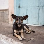 Perro 2 - 56987654321 - Quilpué