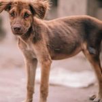 Perro 3 - 56998733122 - La Serena