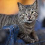 Gato 3 - +56 9 9999 1111 - Casablanca