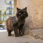Gato 2 - +56 9 4321 4321 - Olmué