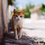 Gato 1 - +56 9 1234 1234 - Limache